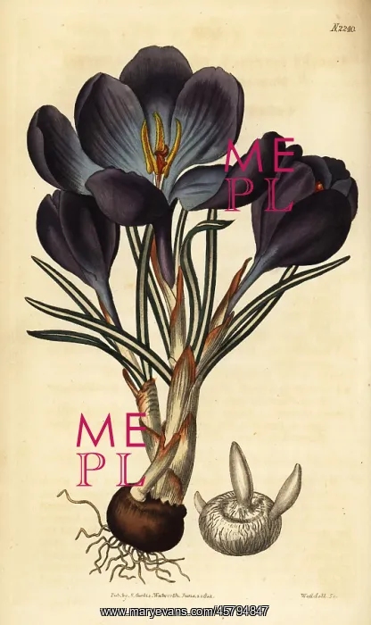 : Spring crocus, Crocus vernus : Spring crocus, Crocus vernus