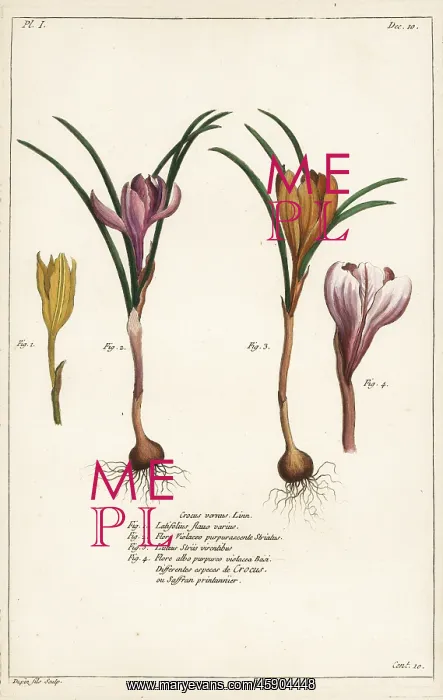 : Spring crocus, Crocus vernus : Spring crocus, Crocus vernus
