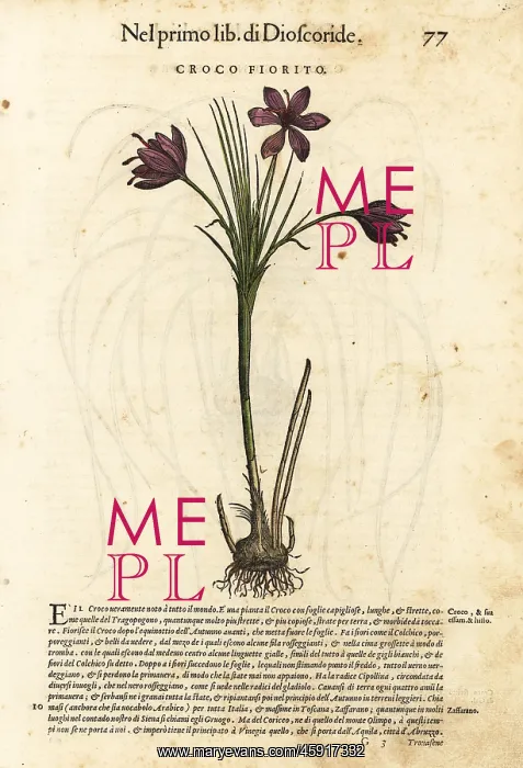 : Spring crocus, Crocus vernus : Spring crocus, Crocus vernus
