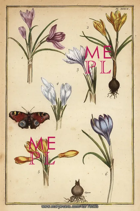 : Spring crocus and European peacock butterfly : Spring crocus and European peacock butterfly