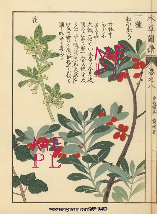 : Spring daphne, Daphne pseudo-mezereum : Spring daphne, Daphne pseudo-mezereum
