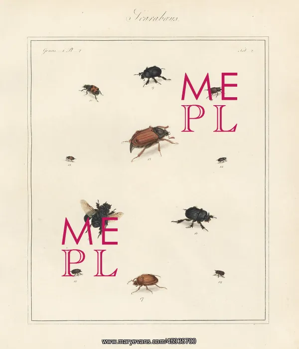 : Spring dumbledor, bee beetle, cockchafer maybeetle, etc : Spring dumbledor, bee beetle, cockchafer maybeetle, etc