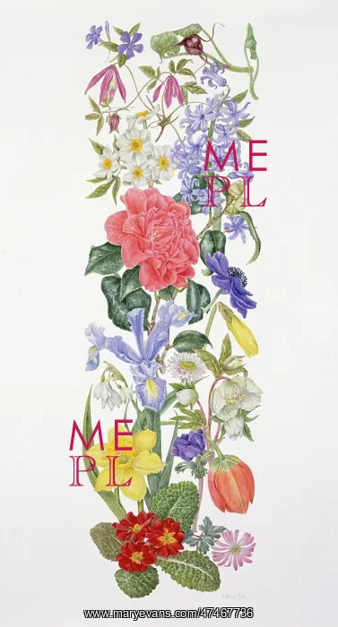 : Spring Flowers : Spring Flowers