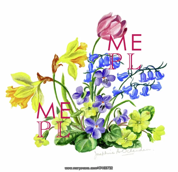 : Spring Flowers : Spring Flowers