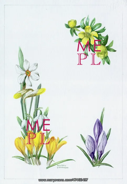 : Spring Flowers ? aconite, crocuses etc : Spring Flowers ? aconite, crocuses etc