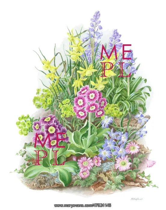 : Spring Flowers - Bluebells, Jonquils etc : Spring Flowers - Bluebells, Jonquils etc