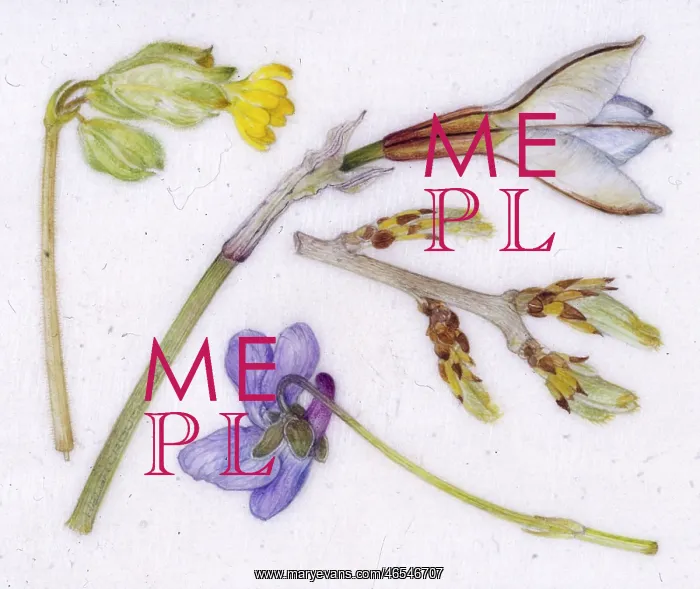  : Spring flowers and buds