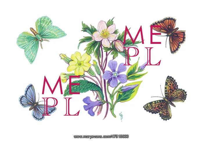 : Spring flowers and butterflies : Spring flowers and butterflies