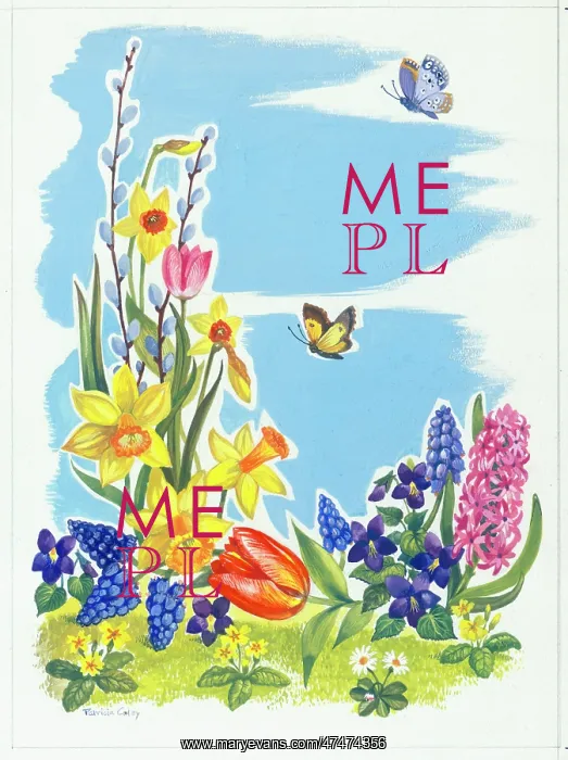 : Spring Flowers and Butterflies - daffodils, tulips, hyacinth : Spring Flowers and Butterflies - daffodils, tulips, hyacinth