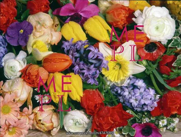 : Spring Flowers ' daffodils, tulips, etc : Spring Flowers ' daffodils, tulips, etc