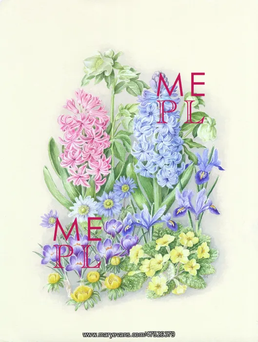: Spring flowers including hyacinths and crocus : Spring flowers including hyacinths and crocus