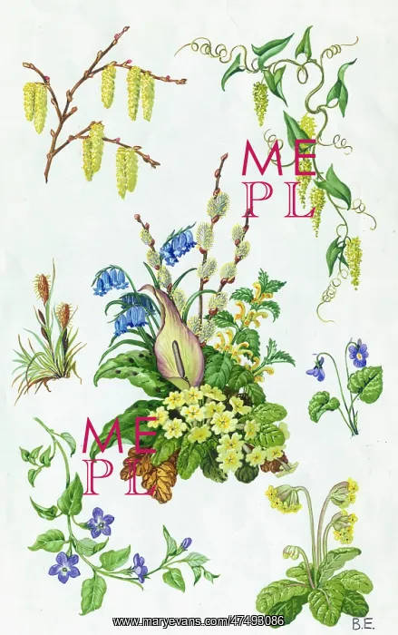 : Spring Flowers including primroses, bluebells : Spring Flowers including primroses, bluebells