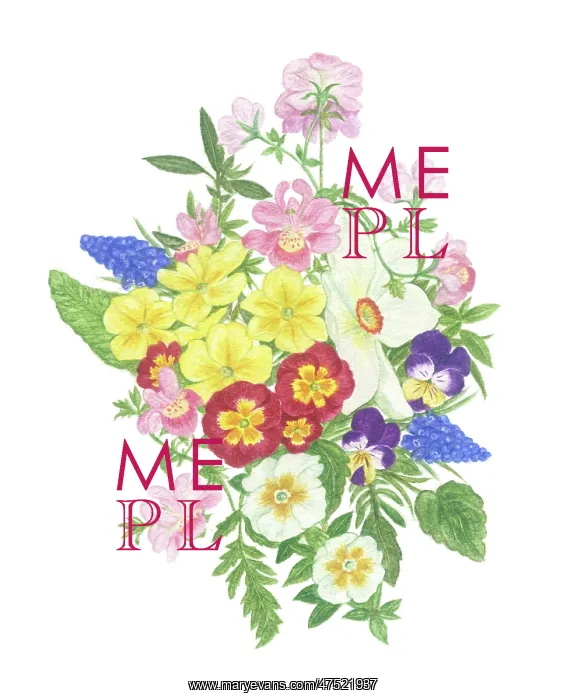 : Spring Flowers - Polyanthus, Narcissus etc : Spring Flowers - Polyanthus, Narcissus etc