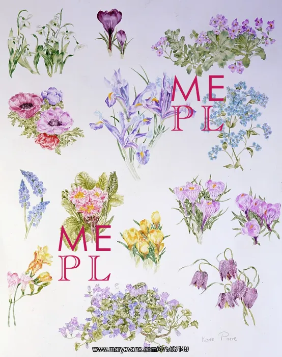 : Spring Flowers ' Snowdrop, Crocus etc : Spring Flowers ' Snowdrop, Crocus etc