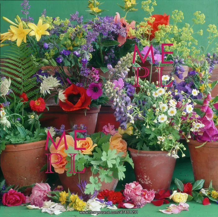 : Spring flowers in terracotta pots : Spring flowers in terracotta pots