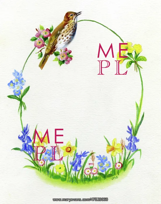 : Spring flowers and thrush : Spring flowers and thrush