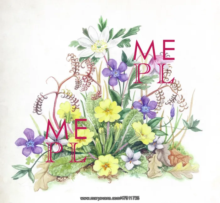  : Spring Flowers - windflowers, primroses etc