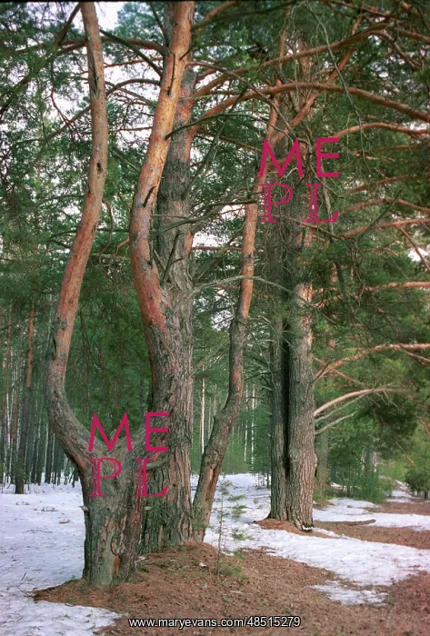 : Spring forest in Tyumen region, 1999 : Spring forest in Tyumen region, 1999
