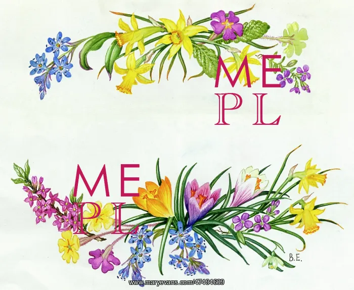 : Spring Garden Flowers - squills, daffodils etc : Spring Garden Flowers - squills, daffodils etc
