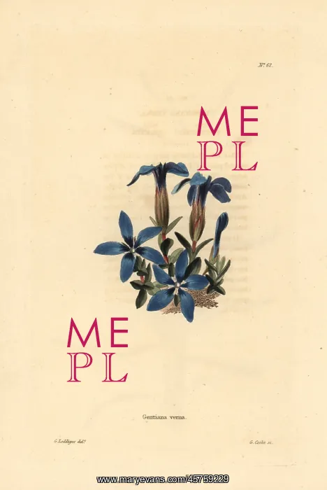 : Spring gentian, Gentiana verna : Spring gentian, Gentiana verna