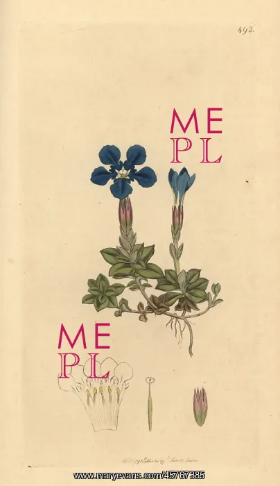 : Spring gentian, Gentiana verna : Spring gentian, Gentiana verna