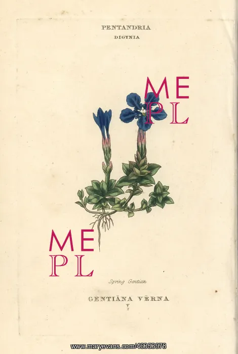 : Spring gentian, Gentiana verna : Spring gentian, Gentiana verna