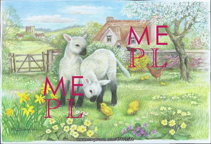  : Two Spring lambs in a field