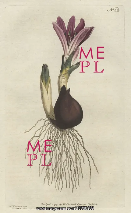 : Spring meadow saffron, Bulbocodium vernum : Spring meadow saffron, Bulbocodium vernum