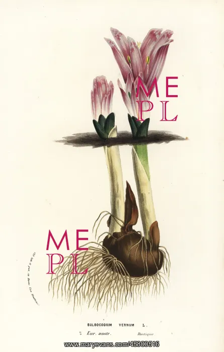 : Spring meadow saffron, Colchicum bulbocodium : Spring meadow saffron, Colchicum bulbocodium