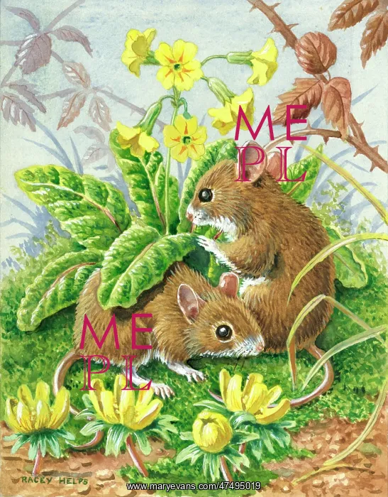 : Spring Meeting - two long-tailed field mice : Spring Meeting - two long-tailed field mice