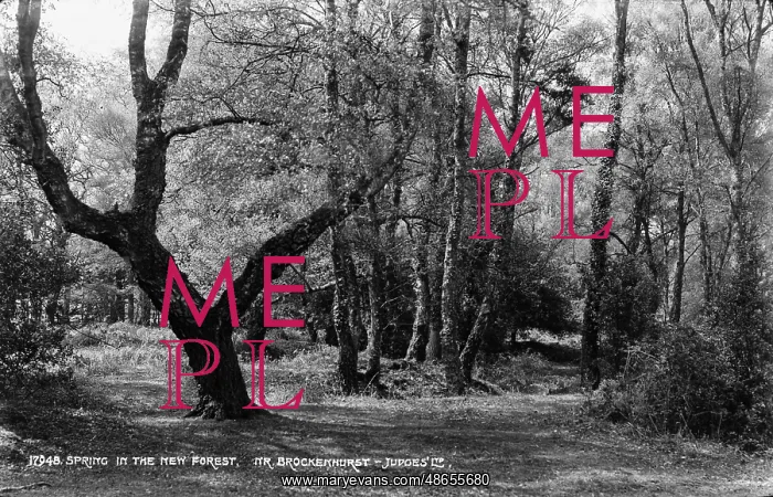 : Spring in the New Forest : Spring in the New Forest