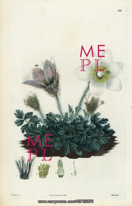 : Spring pasqueflower, Anemone vernalis : Spring pasqueflower, Anemone vernalis