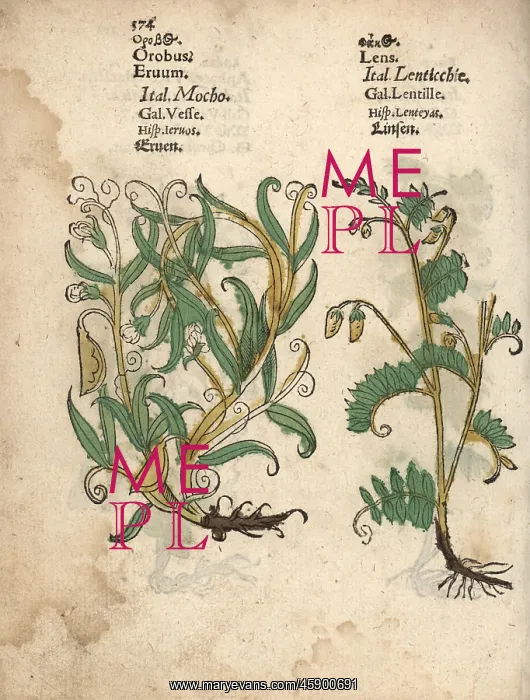 : Spring pea, Lathyrus vernus, and lentil, Lens culinaris : Spring pea, Lathyrus vernus, and lentil, Lens culinaris