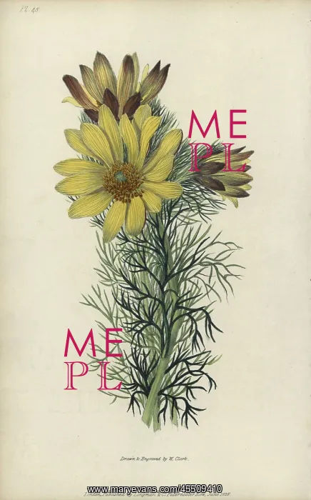 : Spring pheasant's eye, Adonis vernalis : Spring pheasant's eye, Adonis vernalis