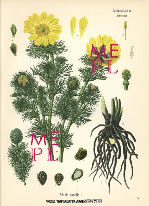 : Spring pheasant's eye, Adonis vernalis : Spring pheasant's eye, Adonis vernalis
