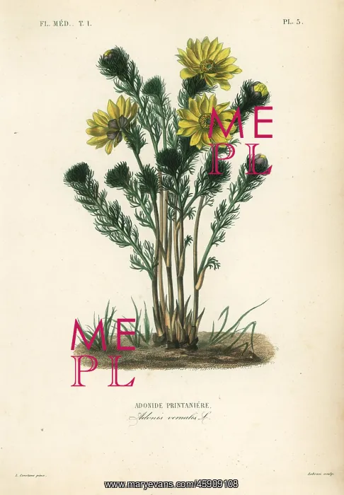 : Spring pheasant's eye or false hellebore : Spring pheasant's eye or false hellebore