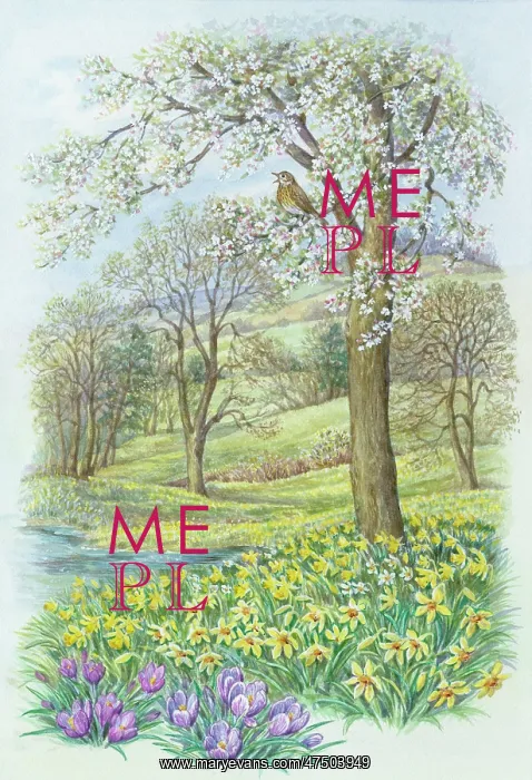: Spring Scene with thrush singing on branch : Spring Scene with thrush singing on branch