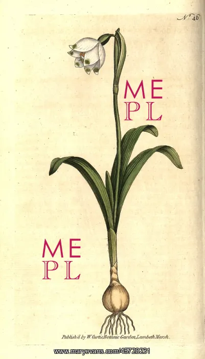 : Spring snowflake, Leucojum vernum : Spring snowflake, Leucojum vernum