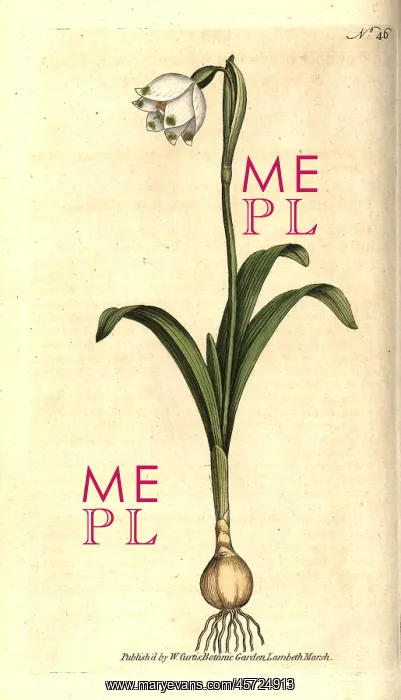 : Spring snowflake, Leucojum vernum : Spring snowflake, Leucojum vernum
