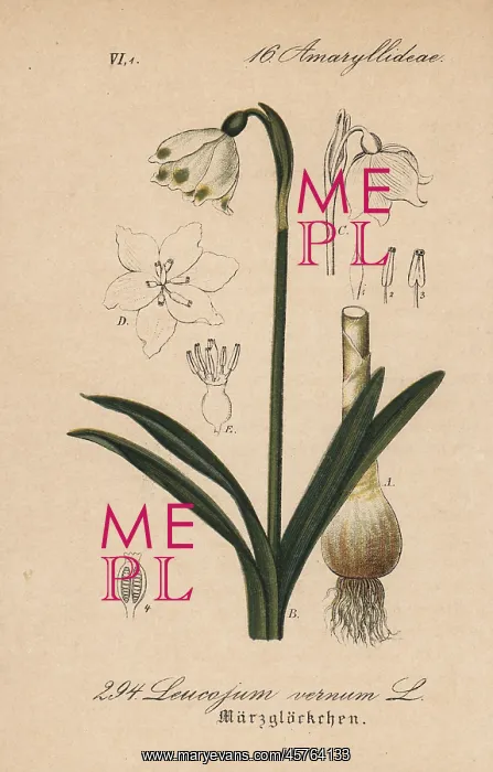 : Spring snowflake, Leucojum vernum : Spring snowflake, Leucojum vernum