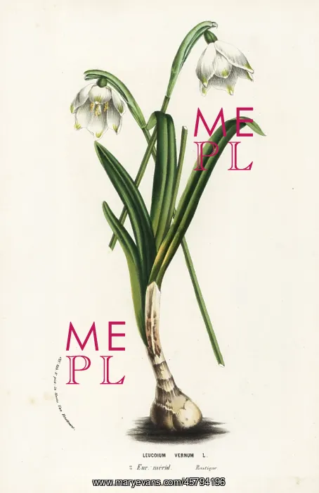: Spring snowflake, Leucojum vernum : Spring snowflake, Leucojum vernum