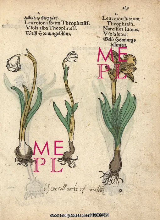 : Spring snowflake, Leucojum vernum, and daffodil : Spring snowflake, Leucojum vernum, and daffodil