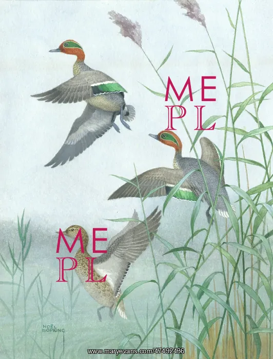: A Spring of Teal - three ducks flying off : A Spring of Teal - three ducks flying off