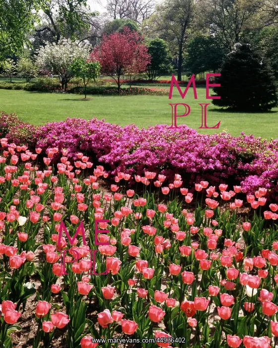 : Spring Tulips and Azaleas in Garden : Spring Tulips and Azaleas in Garden