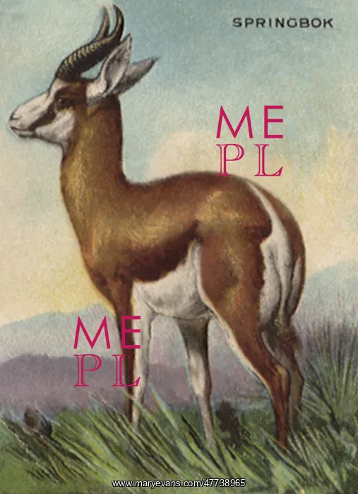 : Springbok