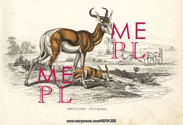 : Springbok, Antidorcas marsupialis : Springbok, Antidorcas marsupialis