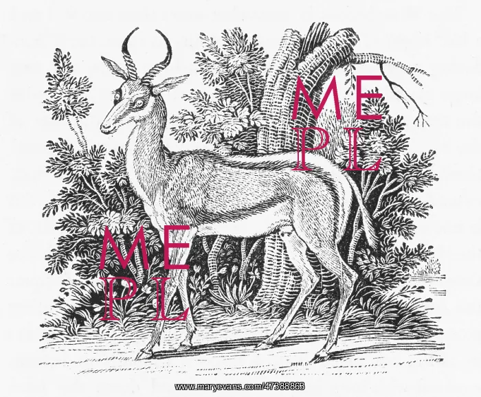 : SPRINGBOK (BEWICK) : SPRINGBOK (BEWICK)