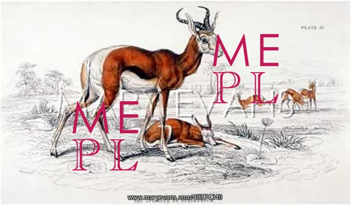  : SPRINGBOK / NATURALIST'S