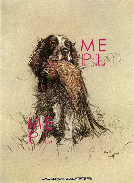  : Springer Spaniel