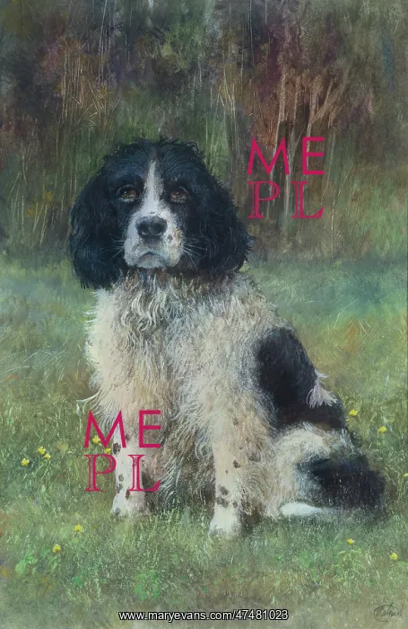  : Springer Spaniel – black and white dog